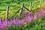 Purple Loosestrife Along Fence_P1170141-3